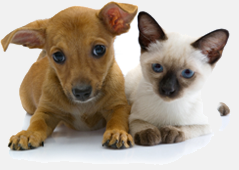 A cat and a dog